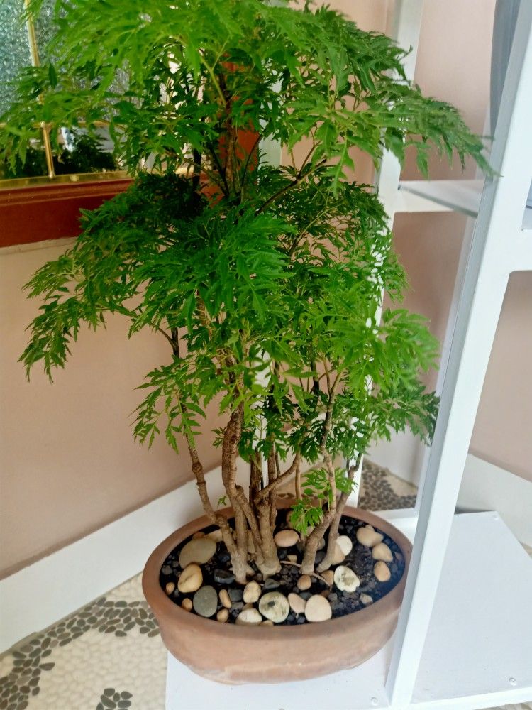 Cây đinh lăng mang ý nghĩa phong thủy tốt lành