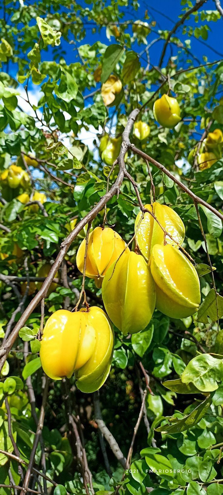 Cây khế mang ý nghĩa gần gũi với đời sống người Việt