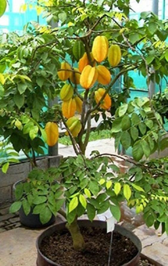 Cây khế có thể trồng trong chậu hoặc trồng xuống đất sân vườn