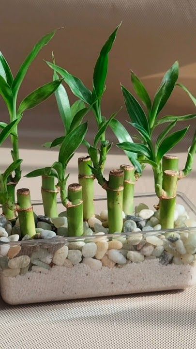 Cây phát tài cần đủ lượng ánh sáng và nước để xanh tốt
