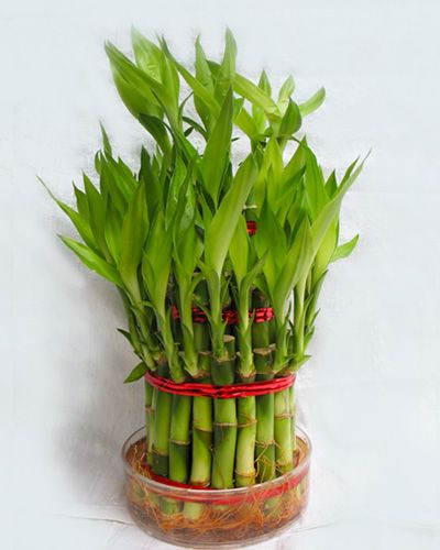 Khi trồng nên lưu ý số thân cây