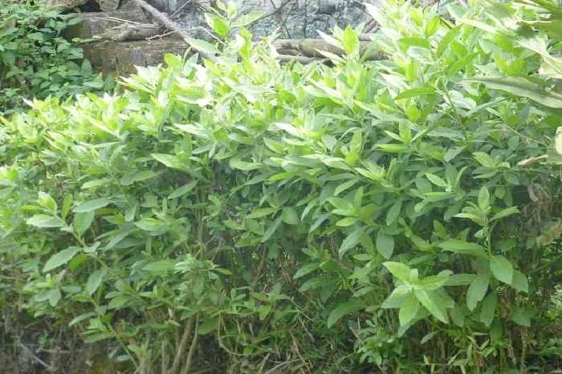 Cúc tần