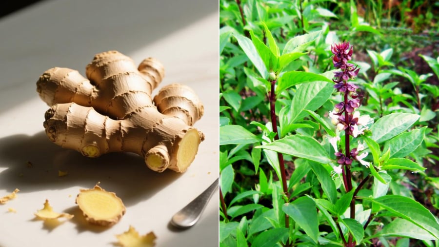 Gừng kết hợp với lá húng quế sẽ giúp hạn chế rụng tóc, kích thích mọc tóc.