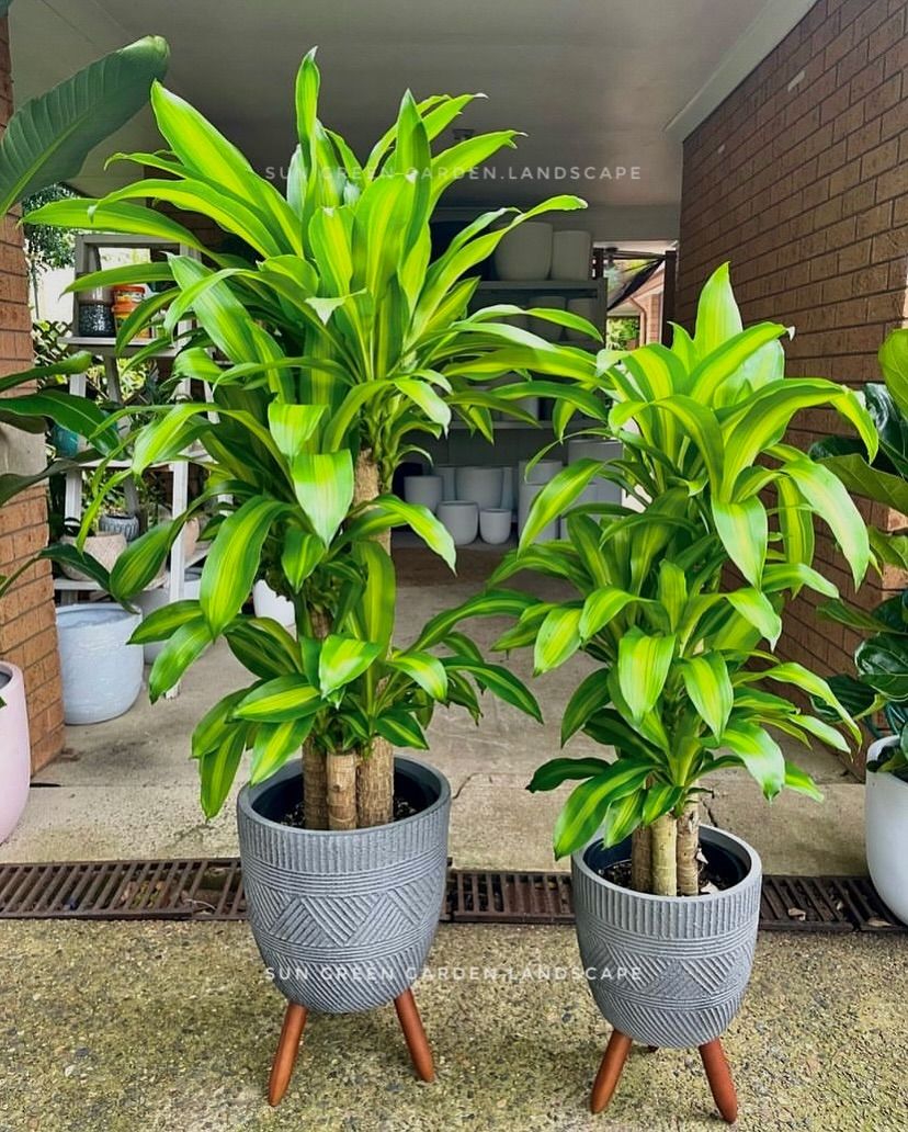 Khi Cây Thiết Mộc Lan Nở Hoa, Phải Chú Ý Điều Này Kẻo Hại Sức Khỏe, Tổn Hao Tài Lộc Phong Thủy Gia Đình 1 Thiết Mộc Lan Là Cây Cảnh Phong Thủy Phổ Biến
