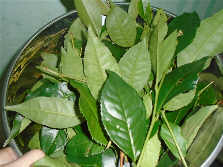 Lá trà xanh có đặc tính chống oxy hóa cực tốt