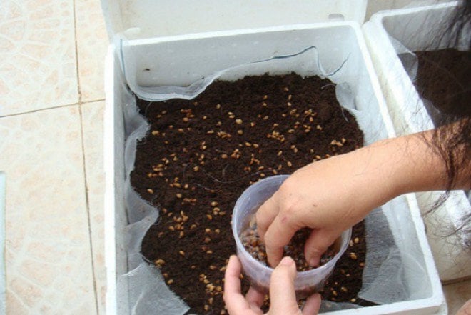 Loại rau rắc hạt 10 ngày là được ăn, dưỡng tim - bổ phổi