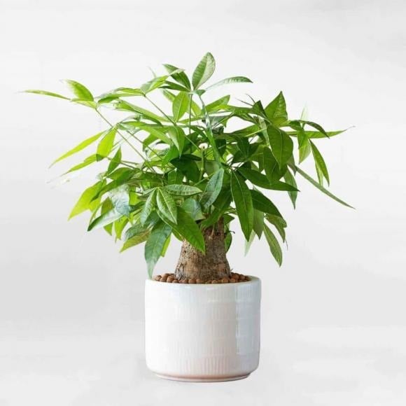 Cây kim ngân là loài thực vật nhiệt đới, dễ chăm sóc và phát triển tốt ở nơi có ánh sáng tán xạ như phòng khách, phòng ngủ hay hành lang.
