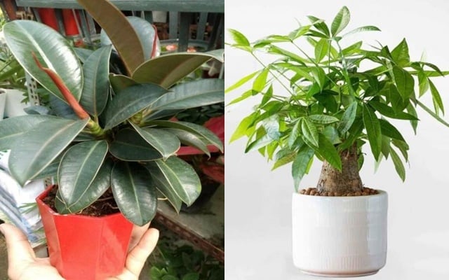 Một mẹo phong thủy hữu ích là khi trồng trong chậu, có thể đặt thêm đồng tiền xu hoặc đá phong thủy dưới lớp đất, giúp thu hút nhiều cơ hội tài chính cho gia chủ.