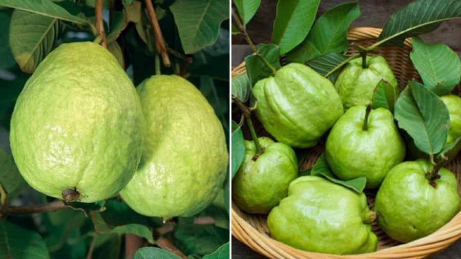 Khi chọn ổi, bạn nên lựa những quả có phần vỏ sần sùi.