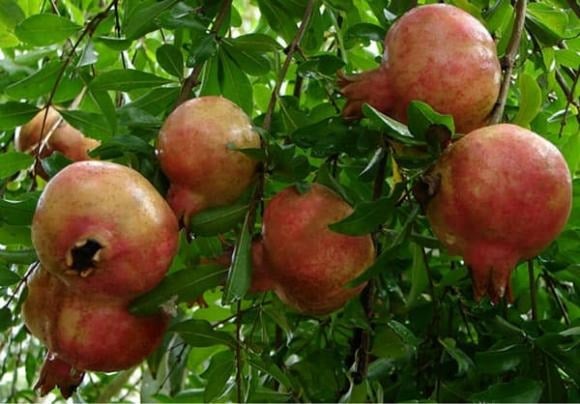 5 Loại Cây “Nhà Giàu” Hay Trồng Trong Sân, Người Xưa Ví Như “Chôn Vàng” Giúp Tài Lộc Đầy Nhà 1 Cây Lựu Là Lựa Chọn Lý Tưởng Trong Phong Thủy, Tượng Trưng Cho Sự Kiên Định Và Bền Vững.