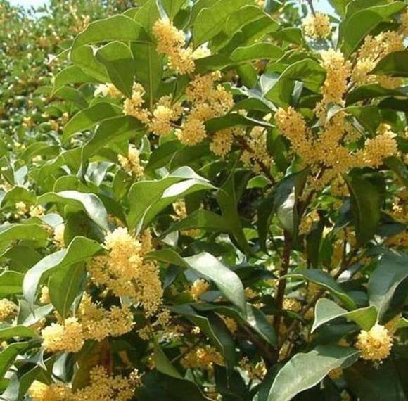 5 Loại Cây “Nhà Giàu” Hay Trồng Trong Sân, Người Xưa Ví Như “Chôn Vàng” Giúp Tài Lộc Đầy Nhà 2 Cây Mộc Hương, Hay Còn Gọi Là Cây Quế Hoa, Là Loại Cây Lâu Năm Với Tuổi Thọ Có Thể Lên Tới Cả Trăm Năm, Trồng Càng Lâu Giá Trị Càng Cao.