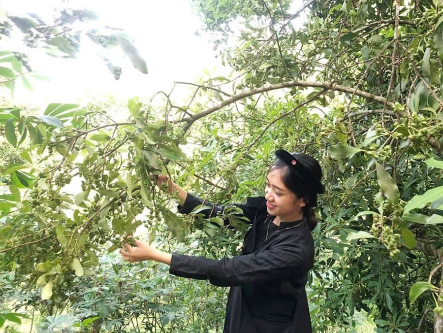 Người dân vùng cao thu hoạch hoa hồi vào mùa thu – vụ chính trong năm.