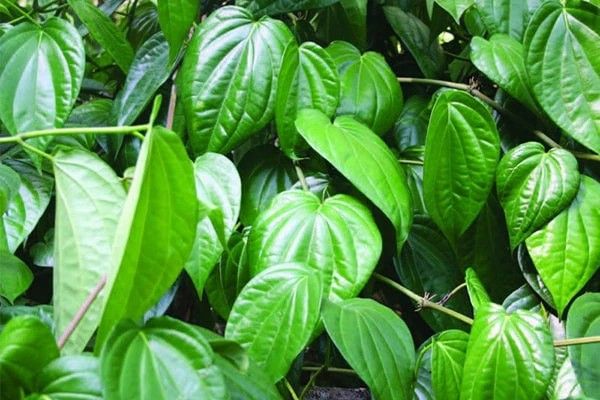 Trầu không kháng khuẩn trị gàu