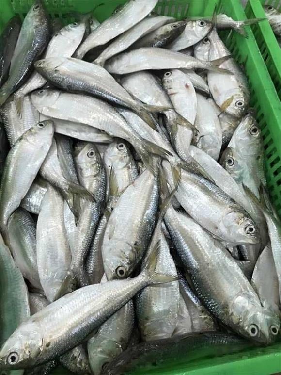 Một ví dụ điển hình là cá mòi. 