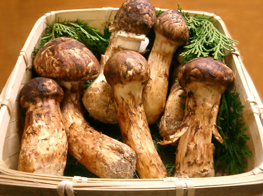 Hàng “tuyển chọn” nấm Tùng Nhung có thể được trả giá tới 45 triệu đồng/kg nhờ hình dáng đẹp và hương thơm đặc trưng.