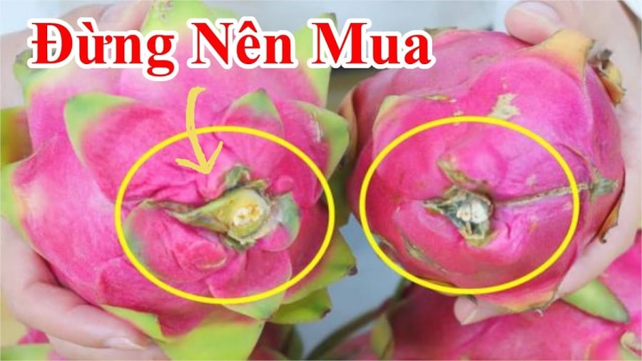 Mua thanh long chọn quả tai ngắn hay tai dài? Biết điểm này chọn 10 quả đều trúng