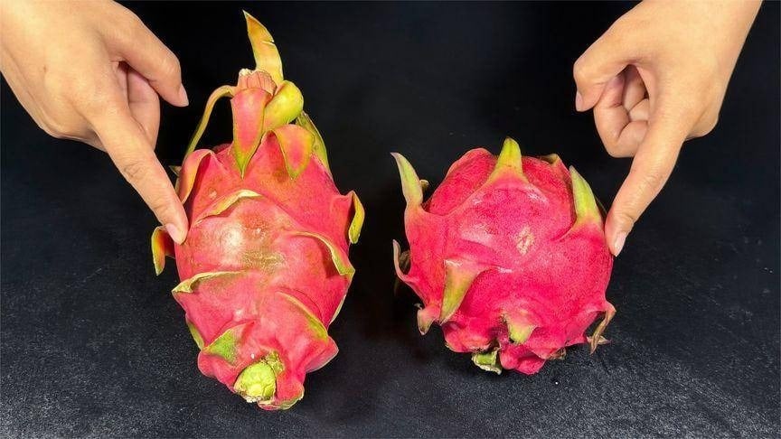 Mua thanh long chọn quả tai ngắn hay tai dài? Biết điểm này chọn 10 quả đều trúng
