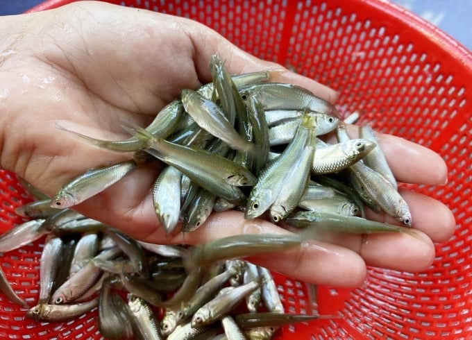 Cá linh – “món quà linh thiêng” của mùa nước nổi miền Tây  