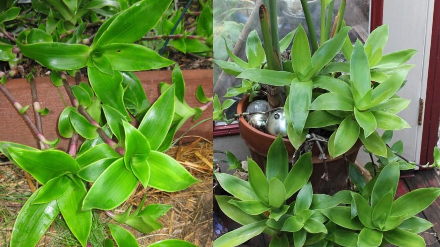 Cây lược vàng dễ trồng