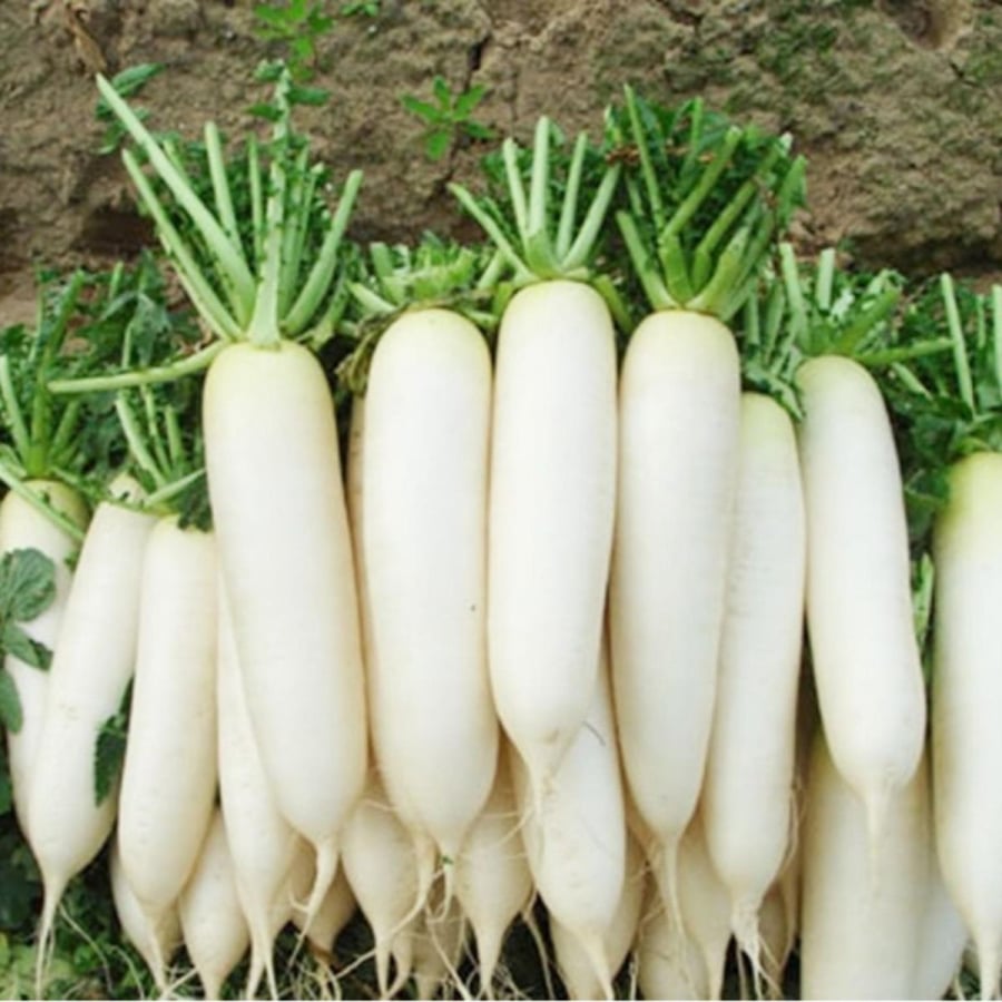 Củ cải giàu dinh dưỡng