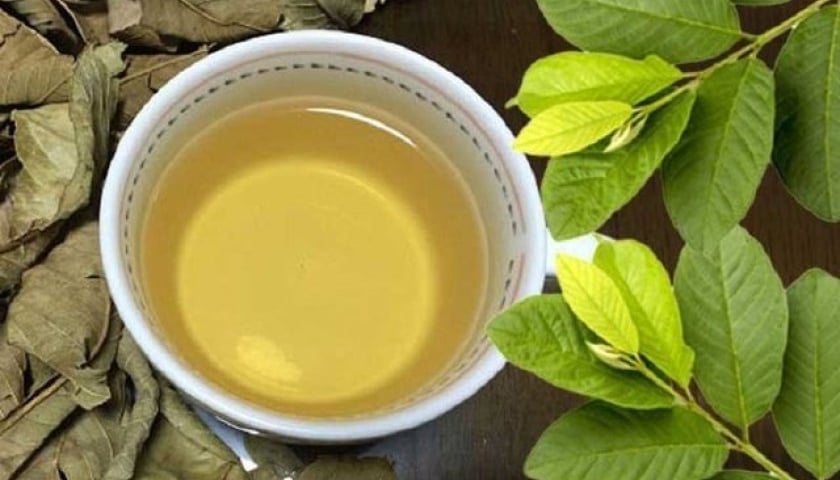 Người đang dùng thuốc điều trị tiểu đường không nên uống nước lá ổi