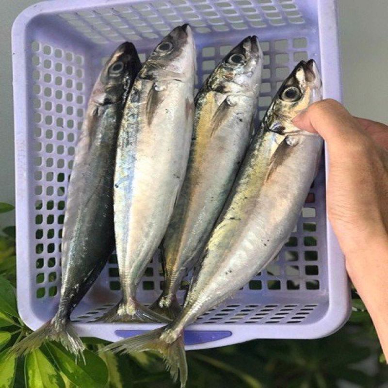 Cá nục tươi – món ăn bình dân dễ tìm thấy ở các chợ truyền thống, giàu dưỡng chất và rất tốt cho sức khỏe tim mạch.