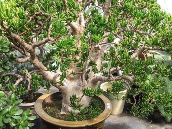 Có nguồn gốc từ Nam Phi, cây gây ấn tượng với lá hình ống cong độc đáo, xanh bóng như ngọc, gợi nhớ đến nhân vật Gollum trong Chúa tể những chiếc nhẫn. 