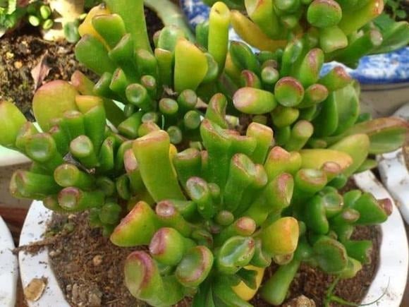 Sen đá hút tiền có thể sống sót ở nhiệt độ -3°C và chịu nắng nóng rất tốt, nên bạn không cần lo cây sẽ “ra đi” khi thời tiết thay đổi.