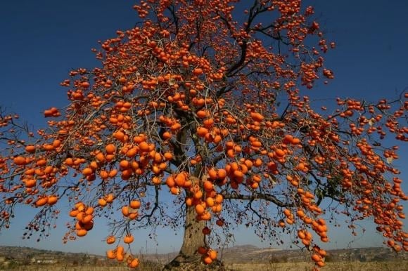 Trong phong thủy, quả hồng tượng trưng cho tài lộc, mùa màng bội thu và hạnh phúc viên mãn. 