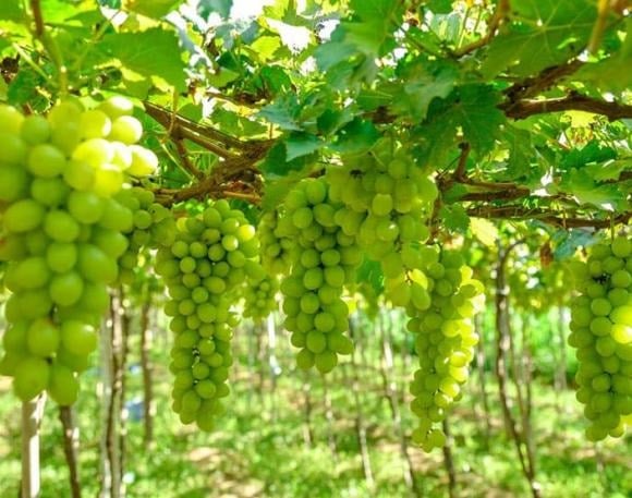 Nếu hồng đại diện cho sự viên mãn, thì nho lại là biểu tượng của sinh sôi và phát đạt.