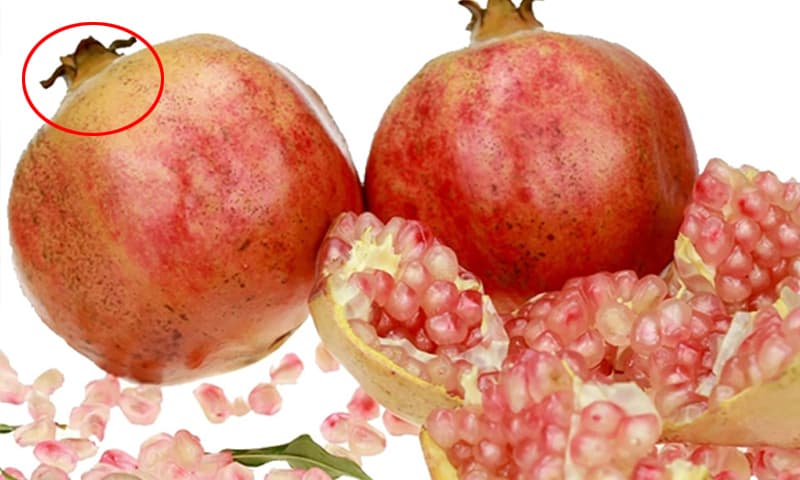 Núm mở rộng chứng tỏ lựu đã già đủ độ chín hơn quả núm cụp