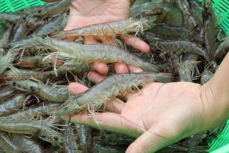 Cách chọn mua tôm nuôi tự nhiên, 10 con trứng cả 10