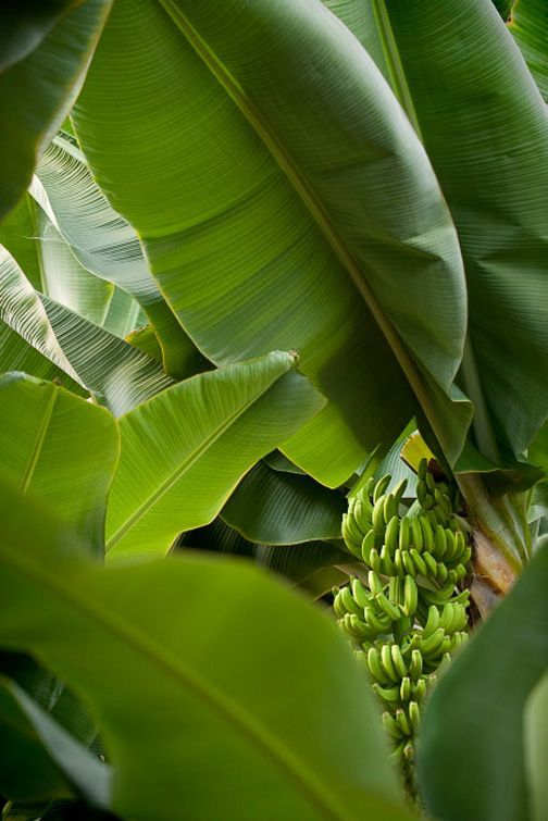 Lá chuối có thể ăn, nấu nước uống hoặc hơ nóng chữa ngoài da
