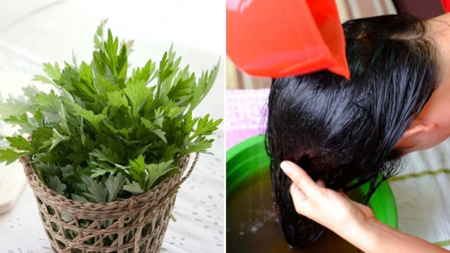 Gội đầu bằng nước ngải cứu giúp cải thiện các vấn đề về tóc.