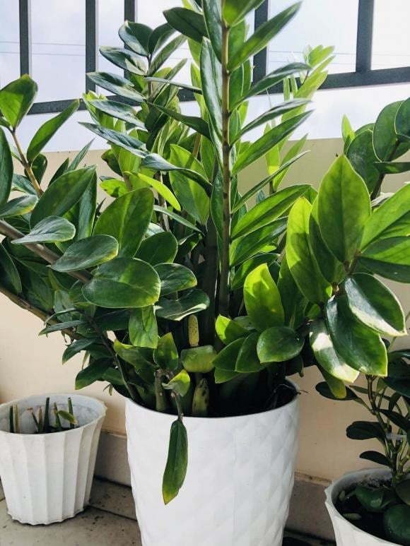 Đúng như tên gọi, Kim Tiền là biểu tượng phong thủy của tiền bạc, phú quý và thịnh vượng.