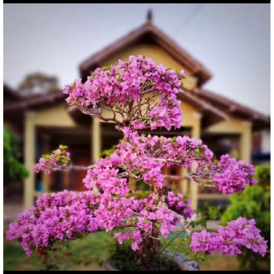 Thiên nhiên tươi tốt chứng tỏ phong thủy tốt
