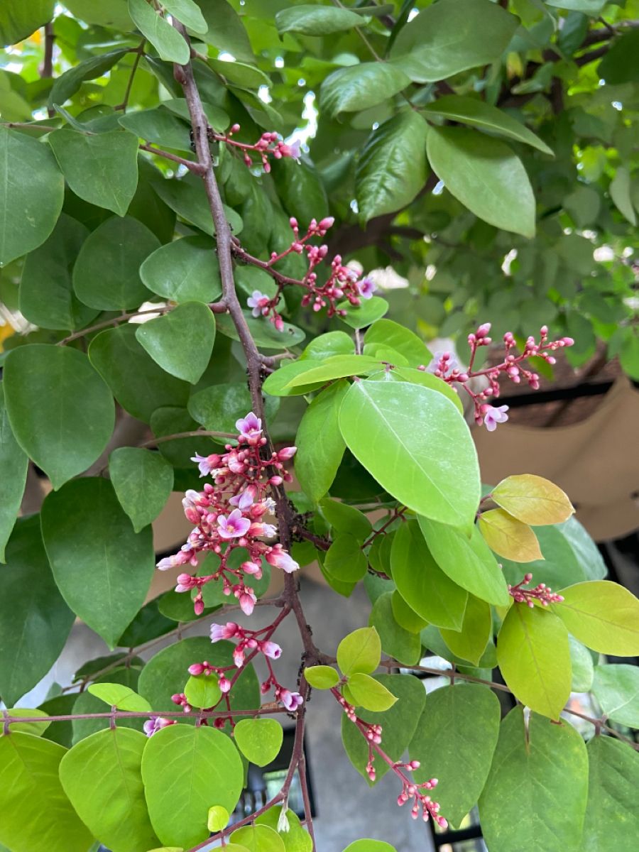 Lá khế có nhiều công dụng