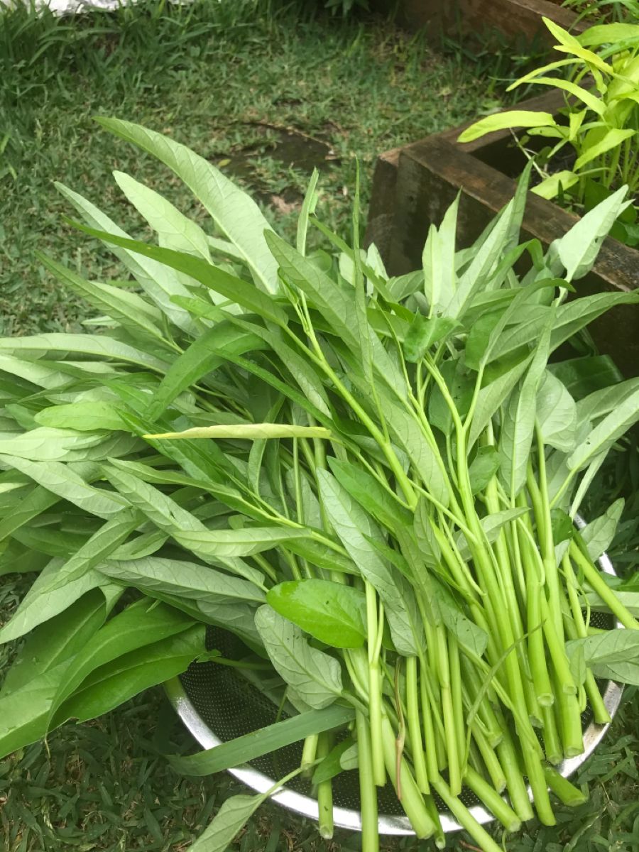 Nên ưu tiên ăn rau muống đúng mùa và nấu chín