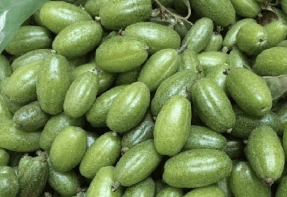 Nhót là loại quả quen thuộc ở miền Bắc. Khi còn non, quả có màu xanh, vị chua chát đặc trưng; lúc chín, vỏ chuyển sang đỏ gạch hoặc đỏ cam, mang vị ngọt dịu, giàu vitamin C và chất xơ.