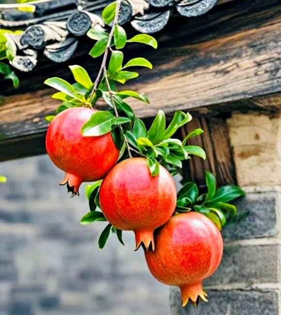 Dưới nắng sớm, hoa lựu và quả chín đỏ rực lên lấp lánh như vàng. Ánh sáng này còn giúp quả lựu ngọt hơn, vỏ căng mọng, hạn chế nứt nẻ so với khi trồng ở hướng Tây.