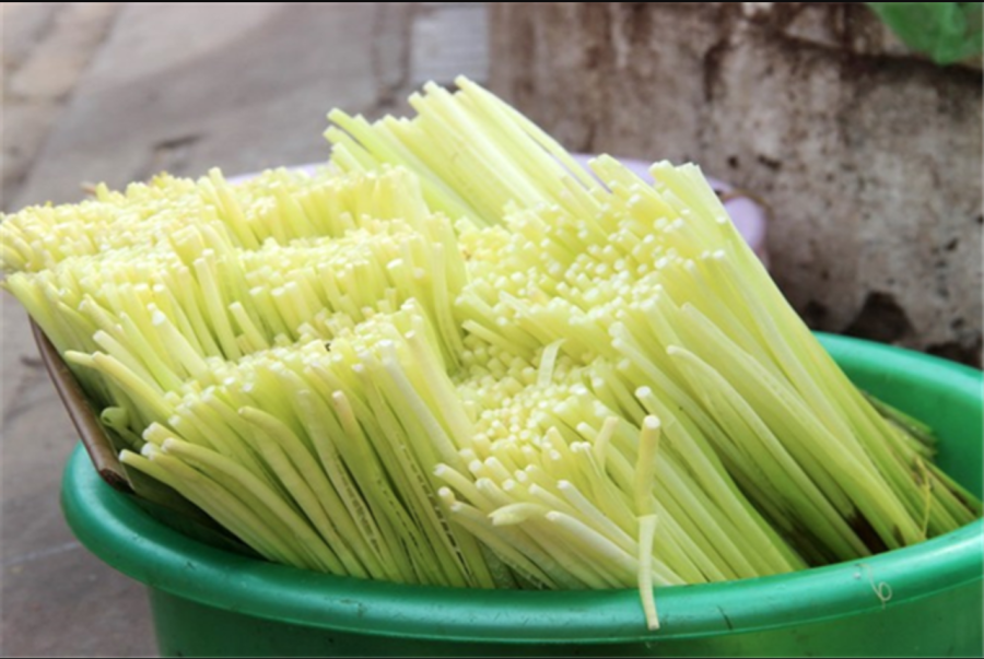 Ở các vùng trũng như Cần Thơ, Cà Mau, trong mùa nước nổi, năn bộp mọc tự nhiên đầy ruộng