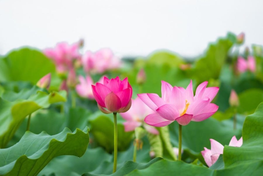 Người sinh ngày 6 âm lịch nổi tiếng năng động, nhiệt huyết và giàu sức sống. (Ảnh minh họa)
