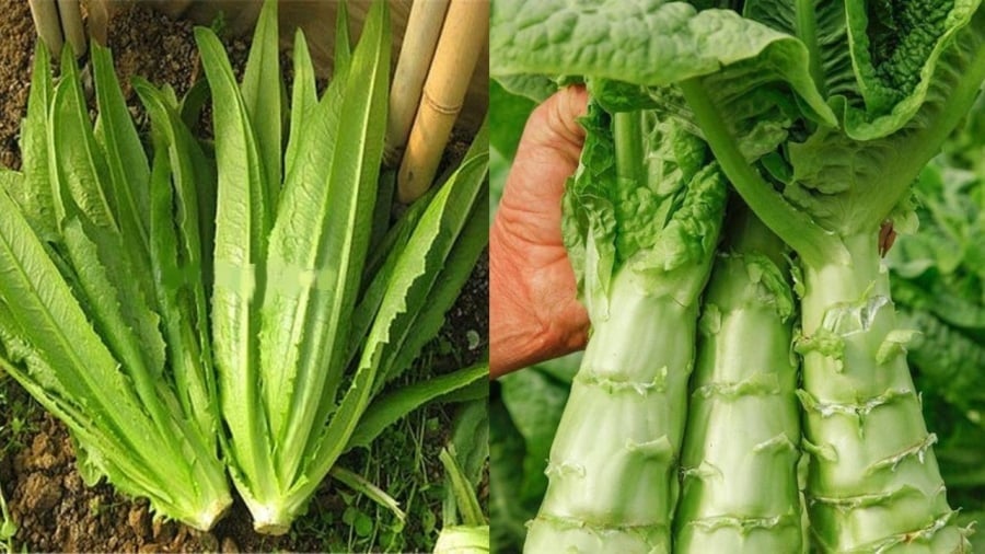 Loại cây tưởng chỉ ăn lá hoá ra thân cũng cực ngon, giàu canxi