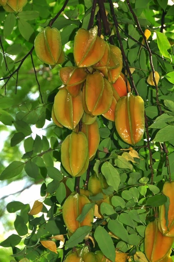 Trong phong thủy cây khế gắn với biểu trưng tài lộc sung túc