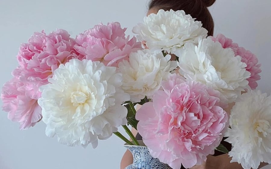 Hoa mẫu đơn được trời phú cho đặc tính “phú quý, cát tường, thịnh vượng và hạnh phúc”.