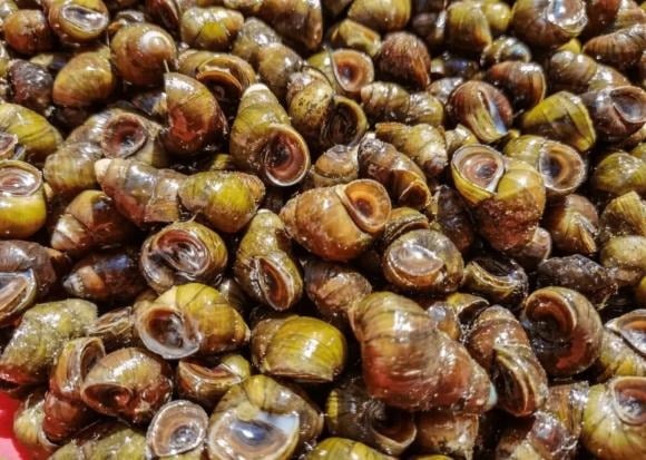 Ốc xào cay nóng hổi là “mồi nhậu quốc dân”, nhưng ít ai biết rằng loại thực phẩm này tiềm ẩn nguy cơ nhiễm ký sinh trùng, phổ biến nhất là giun đầu gai.    