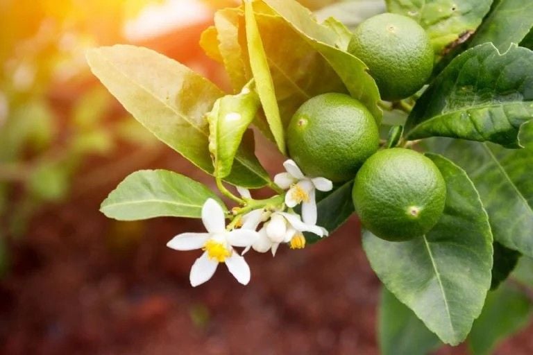 Nhiều người thích trồng cây chanh trước nhà