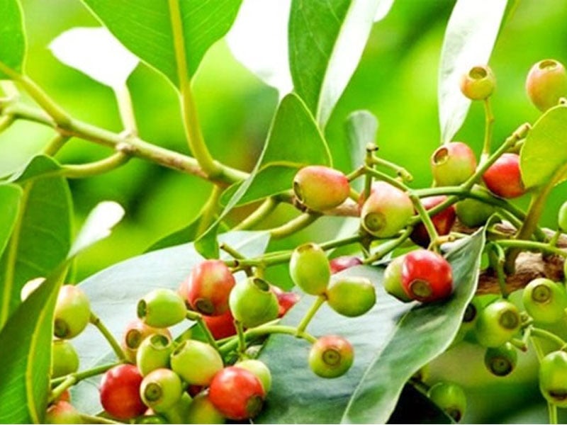 Lá vối, nụ vối là thức uống được nhiều người dùng vì công dụng với sức khỏe