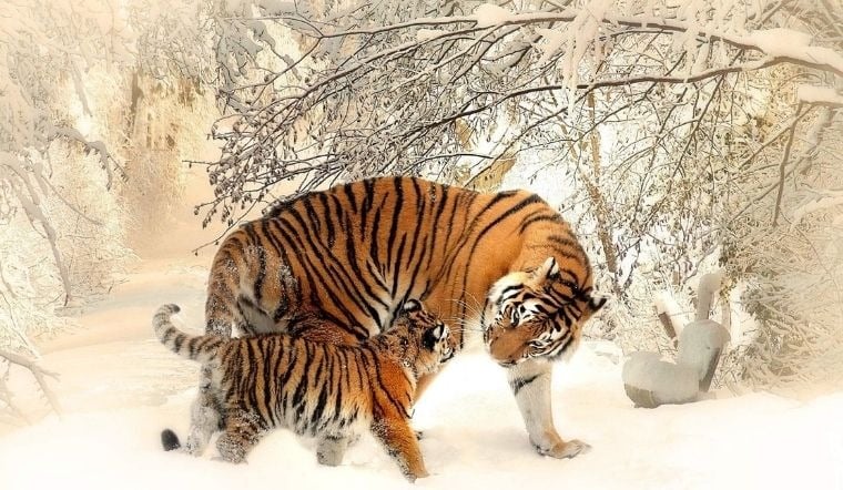 Tuổi Dần không liều lĩnh mù quáng mà chuẩn bị kỹ lưỡng trước khi hành động. Ảnh minh họa