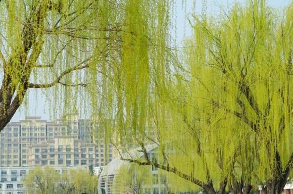 Thời xưa, việc sinh con cháu đông đúc được xem là biểu tượng của sự thịnh vượng và nối dõi tông đường.